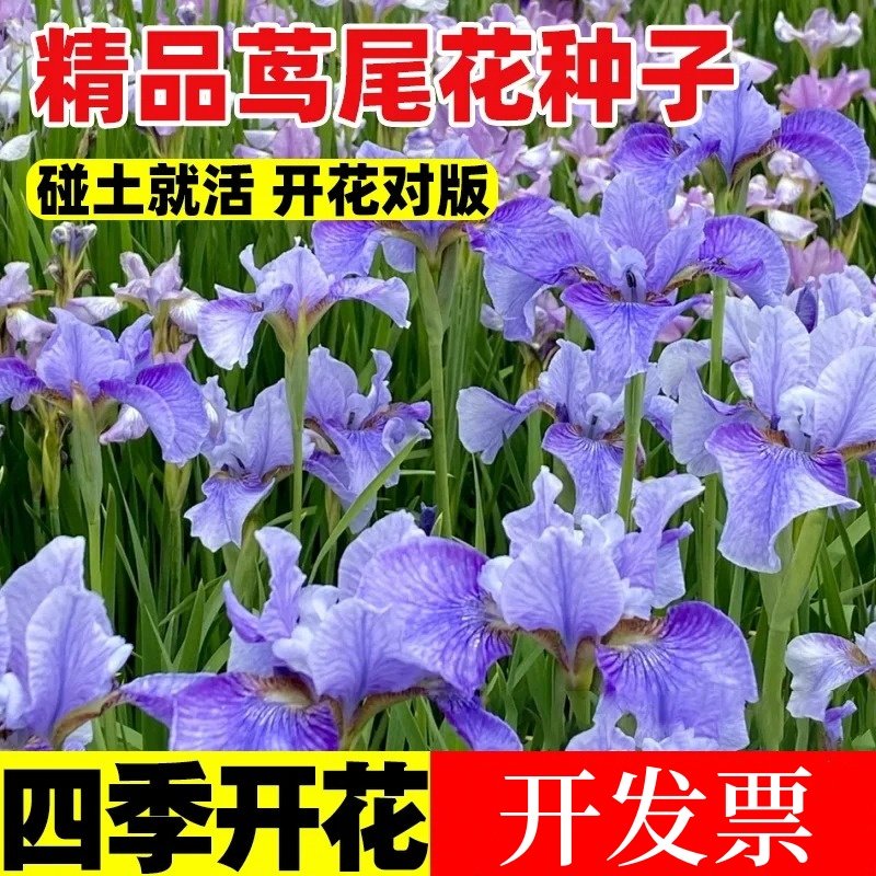 蓝花鸢尾种子花籽燕尾四季播种开花易活庭院景观绿化盆栽耐阴种孑