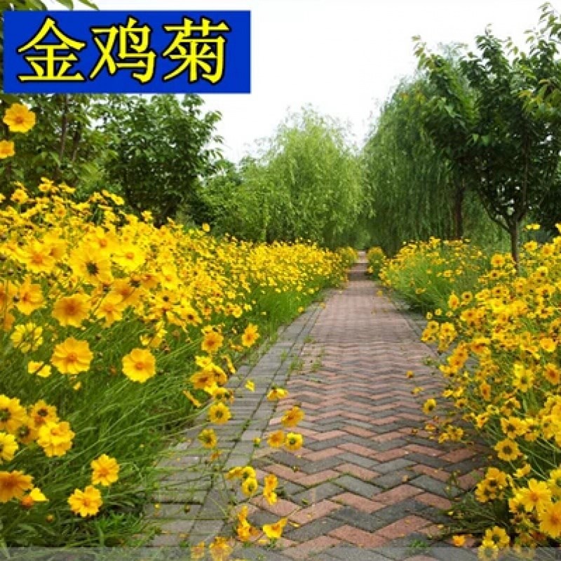 大花金鸡菊种子四季野钱籽