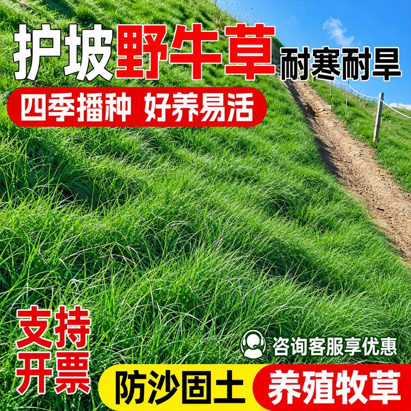 野牛草绿化草种四季常青牧草种子