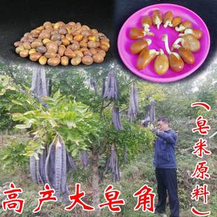 新鲜大皂角种子高发芽率皂荚树皂米天然肥皂巨型刺篱笆绿化材