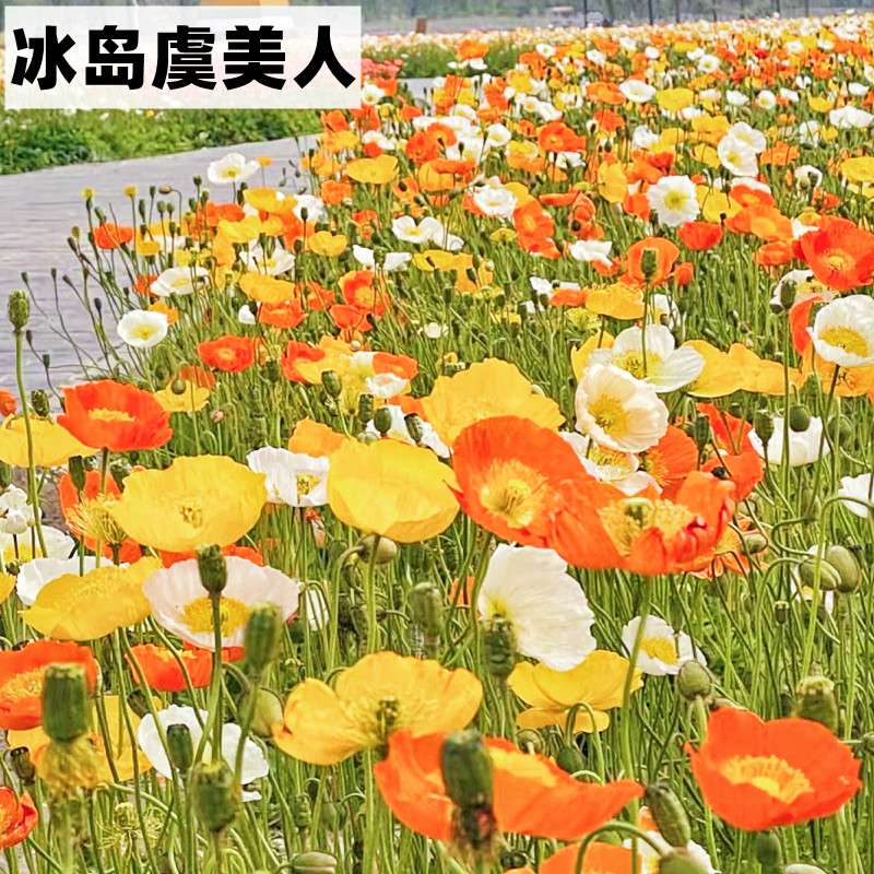 冰岛虞美人花籽格桑七彩种