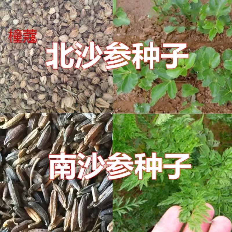 北沙参种子 材种子 中草药种子 海沙参 银条参 南沙参种子 北沙参
