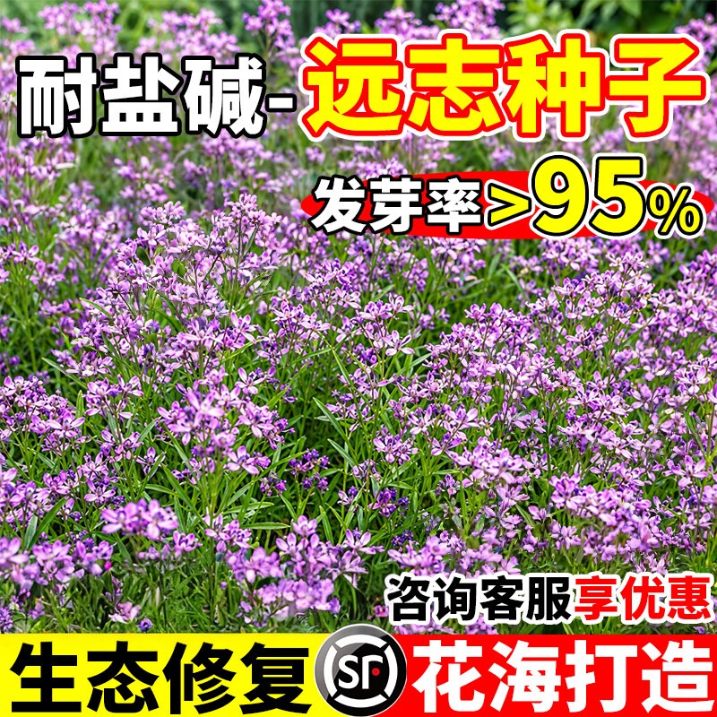 远志南北方种植好养易活生态修复