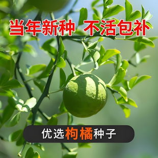 新采四川红桔种子红橘树种籽枸橘枳壳香橙嫁接橙子柑橘蜜橘红桔籽