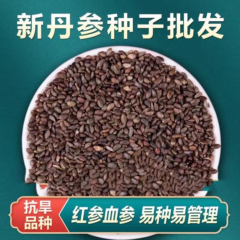 丹参种子中药材野生特级丹参新鲜红丹参种籽四季种植易活高产人参