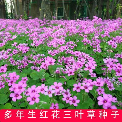 红花三叶草酢浆幸运炸酱种
