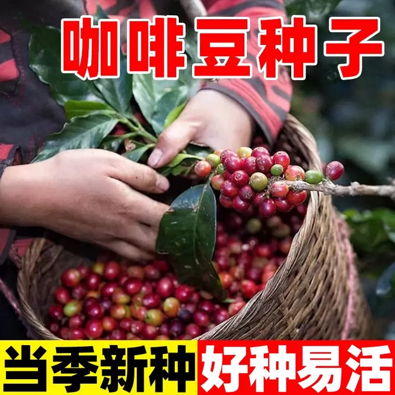 咖啡豆盆栽种植咖啡树种籽