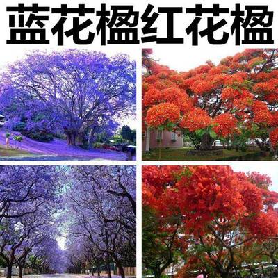 蓝花楹种子凤凰木树红雾紫云洋