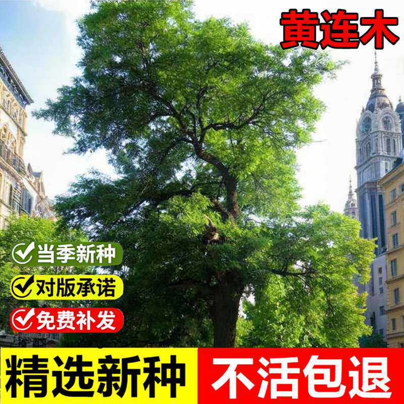 新采林木种籽黄连木种子楷木楷树四季可播黄楝树黄连木种子包邮
