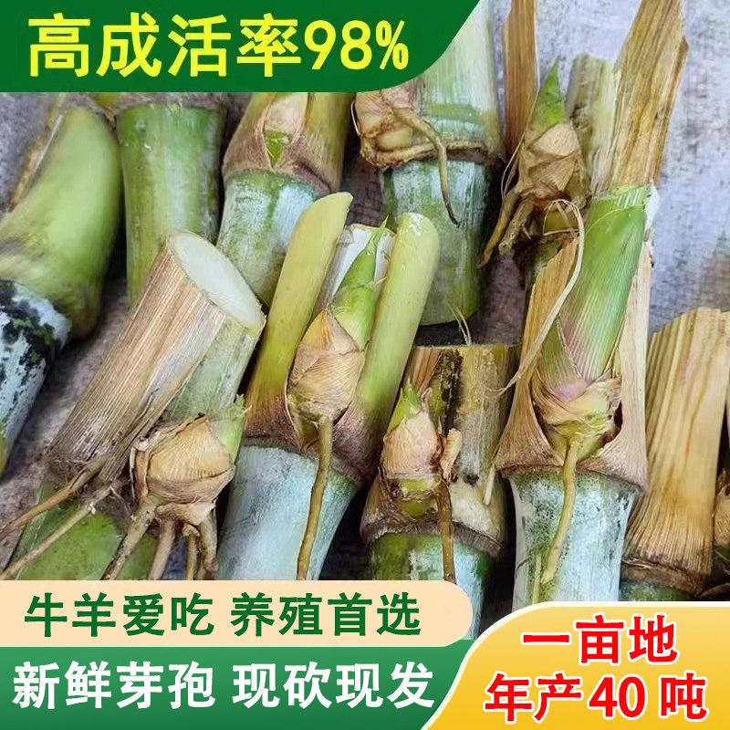 甜象草3号种节无毛耐寒四