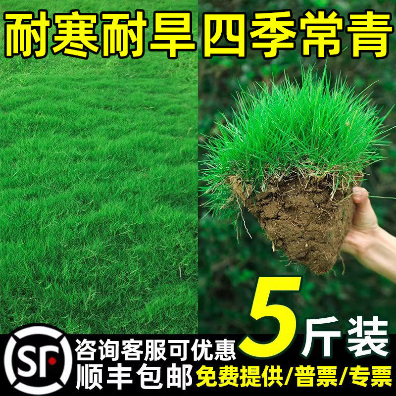 草坪草籽四季常青护坡固土狗牙根马尼拉庭院地毯草绿化黑麦草种子