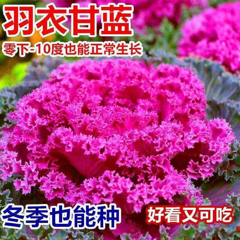新品羽衣甘蓝种孑可食用观赏叶牡丹四季蔬菜种子阳台庭院盆栽种苗