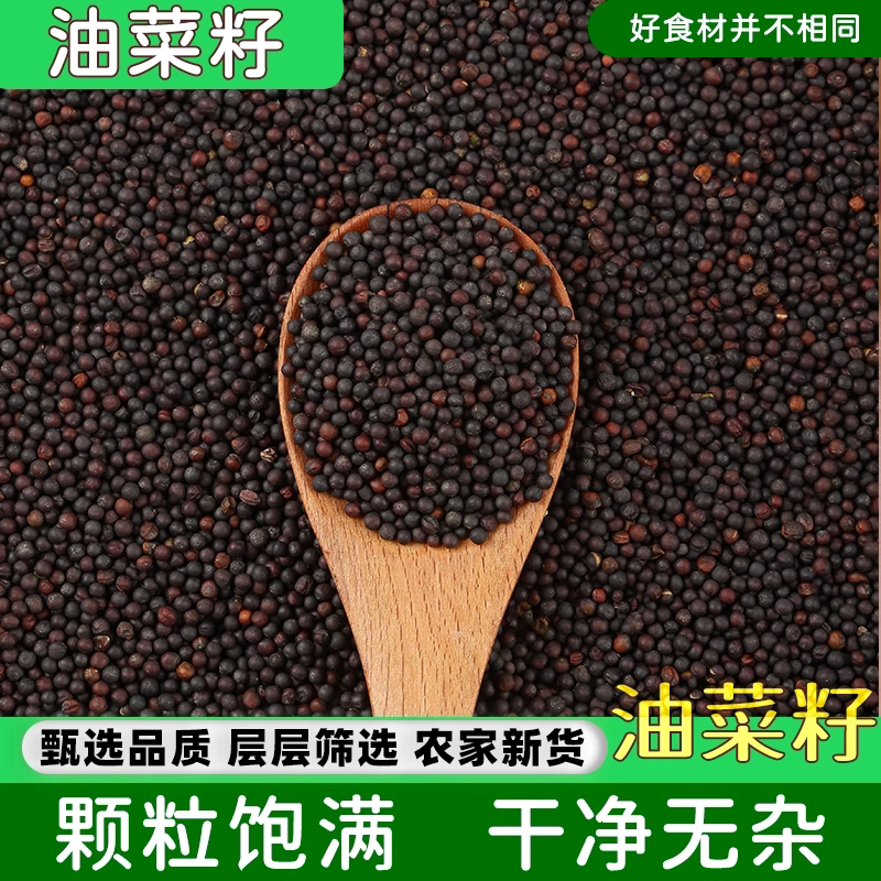 新货油菜籽榨油杂粮芙蓉鸟文鸟玉鸟虎皮牡丹鹦鹉鸟食鸽粮榨菜籽油