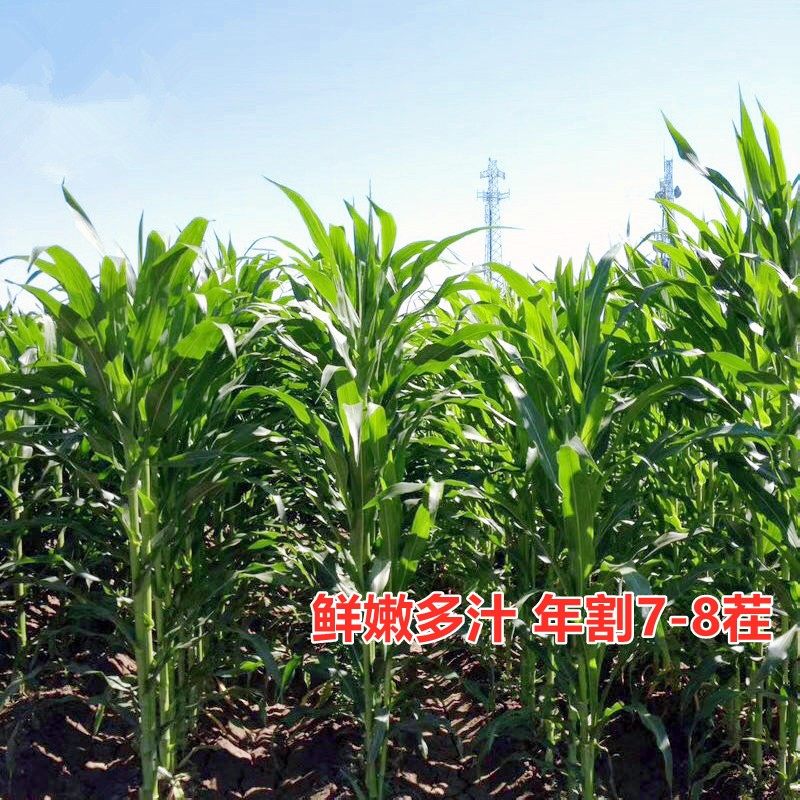 进口甜高粱牧草种子种猪牛羊马爱吃草籽饲用鱼草种籽养殖四季高产