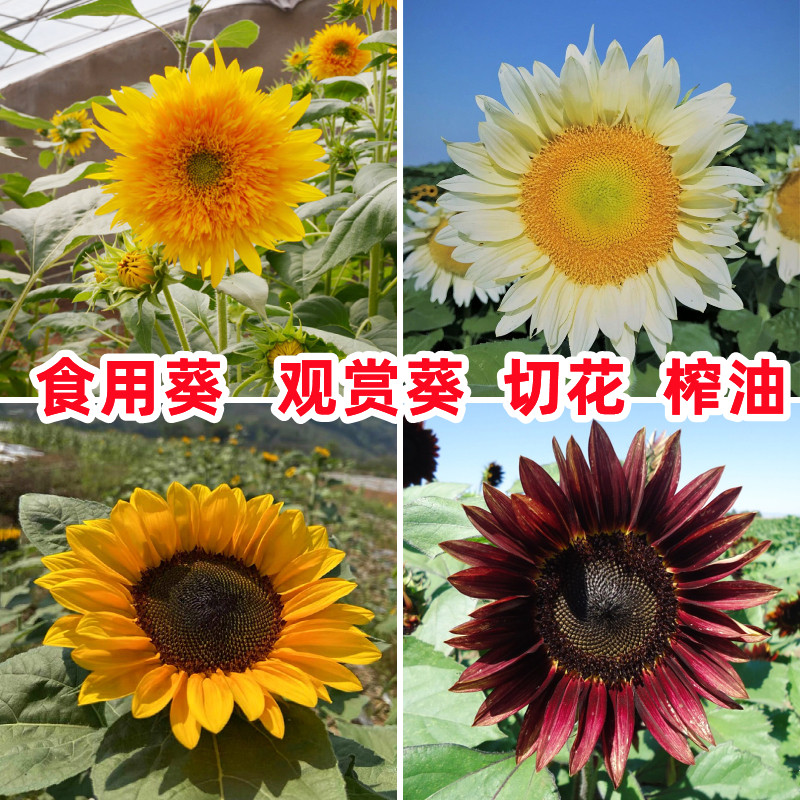 观赏食用向日葵种子四季迷你盆
