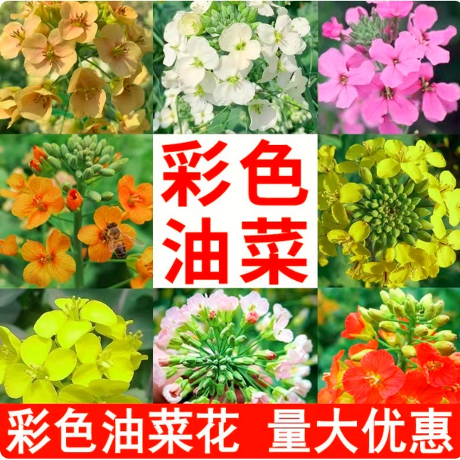 观赏油菜花五彩油菜籽