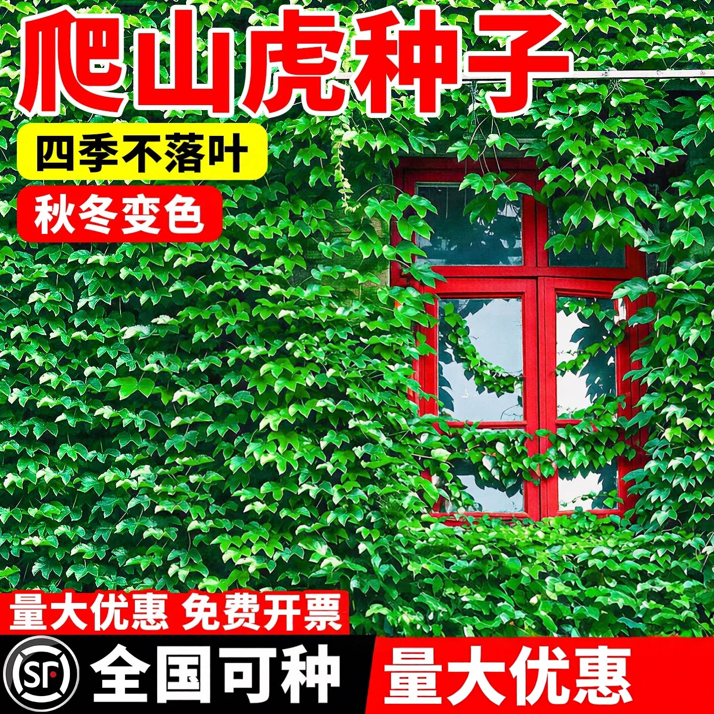 爬山虎室外庭院花卉绿植种子籽