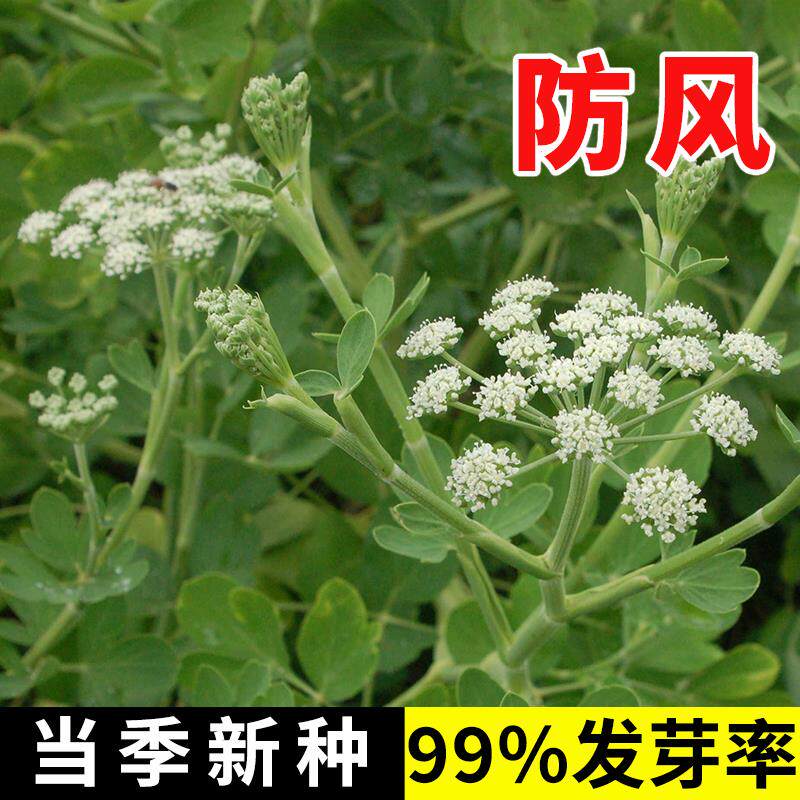 中药材防风种子野生关特级