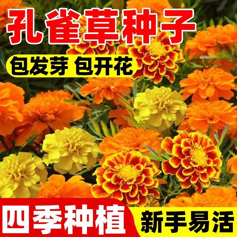 孔雀草花籽万寿菊金盏菊太阳花种籽子孑室外阳台四季矮花播种开花