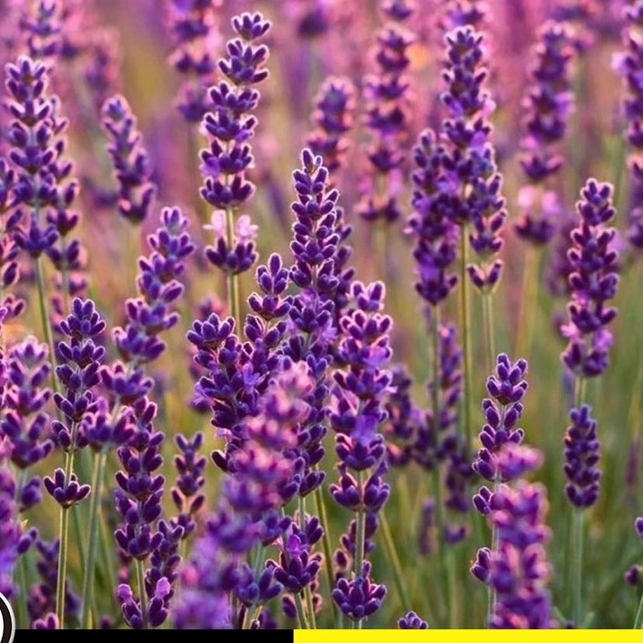 香草薰衣种孑景观花海赏庭院耐