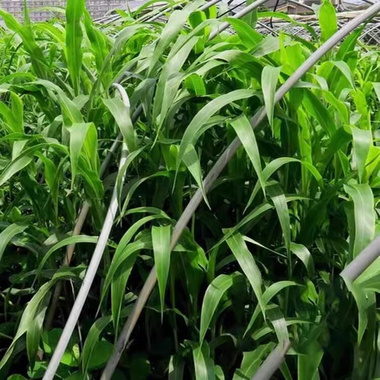 高丹王草种籽四季养殖高产牧草种子苏丹草播