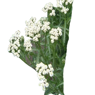 蓍草种子蓍草飞天蜈公草千薯叶一枝蒿籽中草药多年生草本植物