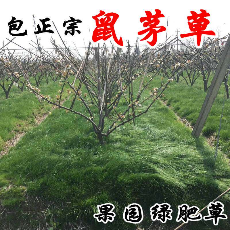 鼠茅草种子果园树林绿肥矛毛籽
