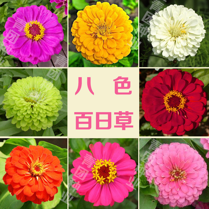 百日草种子百日菊种子步步高花海种籽专用四季种植阳台观赏花种