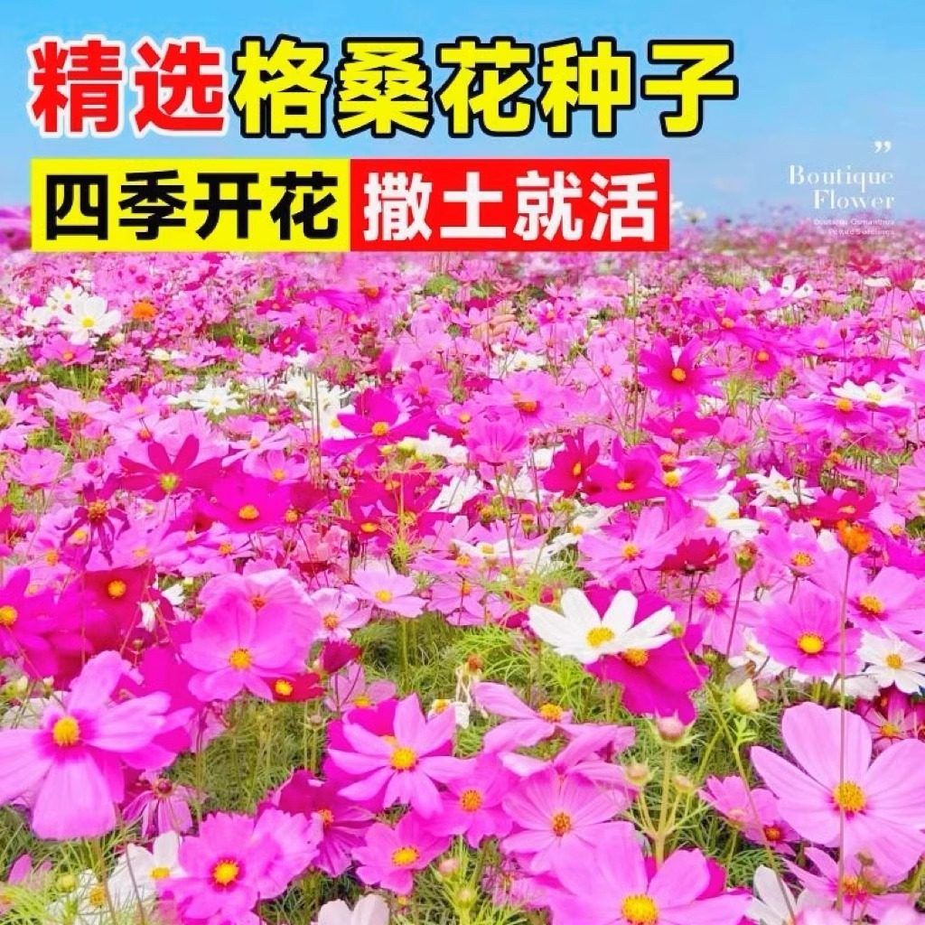 花色仙波斯菊花种子多色四季播