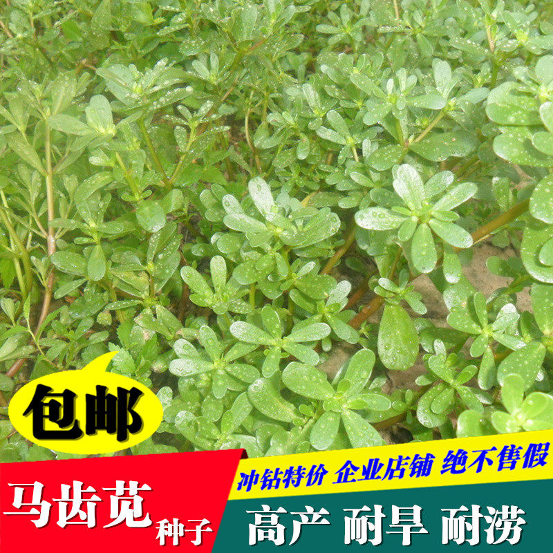 散装马齿苋种子大叶蚂蚱菜五行草室内四季荠菜籽