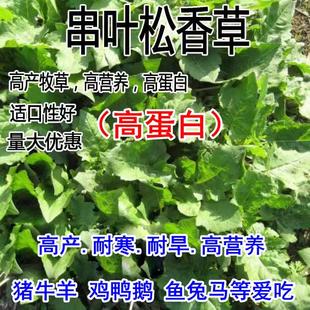 进口高产串叶松香草籽牧草种子多年生猪牛羊鹅畜禽牧草籽香槟菊草