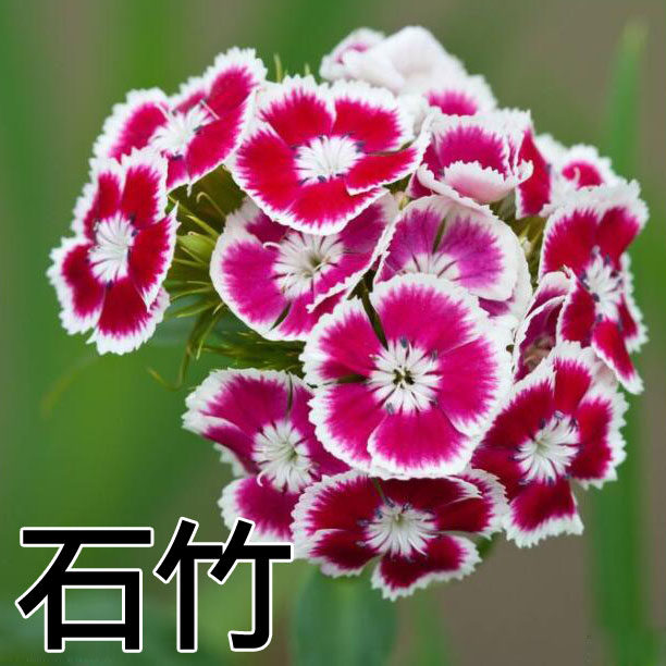五彩石竹种子四季种易活混色须苞石竹十样锦常夏石竹美国石竹花种