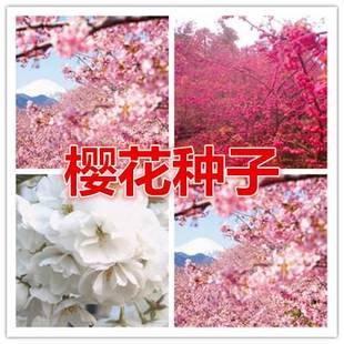正品 樱花种子 树种子红樱花种子 粉色樱花 白色樱花 包邮