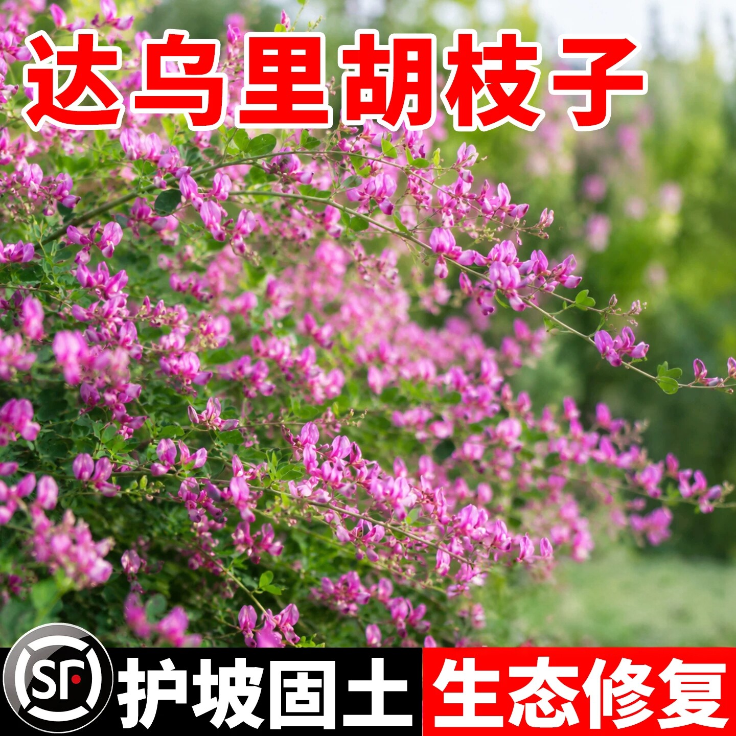 达乌里胡枝子耐盐碱绿化景观种子