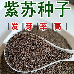 新產(chǎn)紫蘇種子大雙色紫蘇種子四季 盆栽蔬菜種子藥食用陽(yáng)臺(tái)田園種植