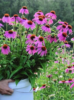 紫色松果菊种子紫锥花紫锥菊多年生宿根耐寒耐热耐旱花卉园林花海