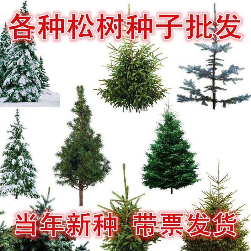 雪松树种子罗汉白皮马尾五针黑