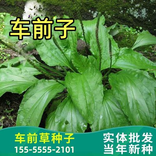 车前草种子食用面蒸炒药青猪耳