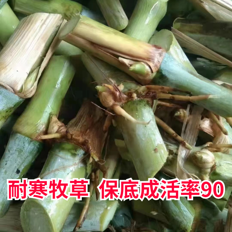 台湾甜象草3号种节耐寒巨菌子新