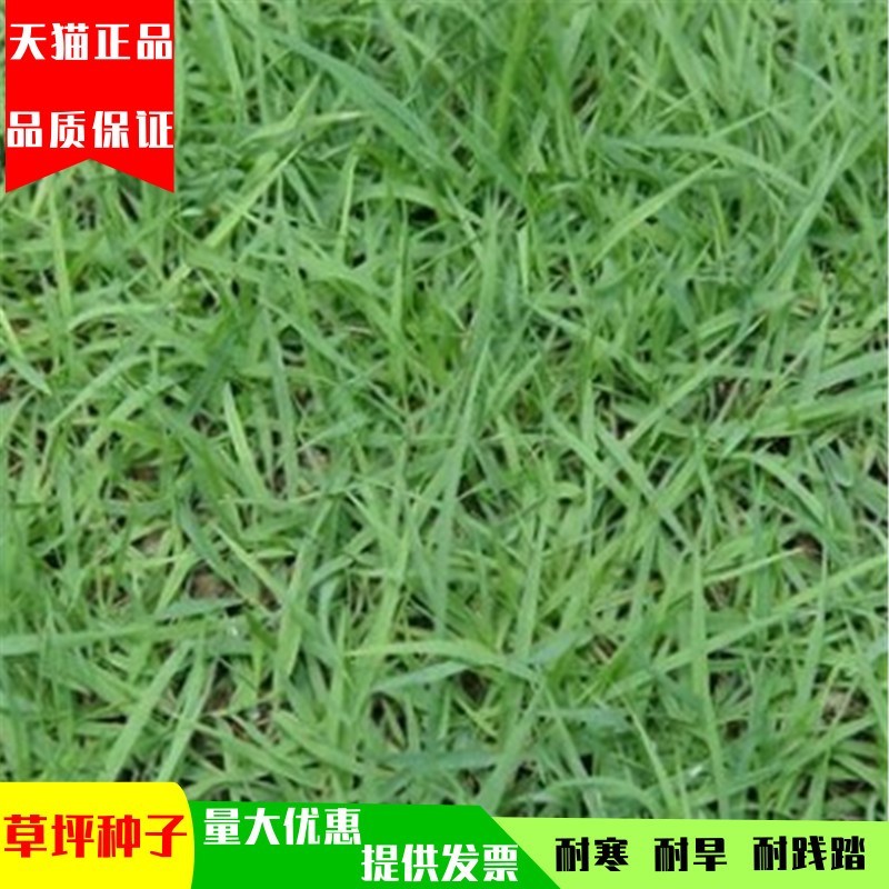 中华结缕草细叶邦1种子日