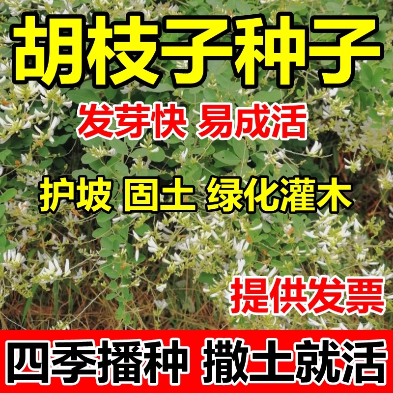 花色仙药用艾草艾叶种籽