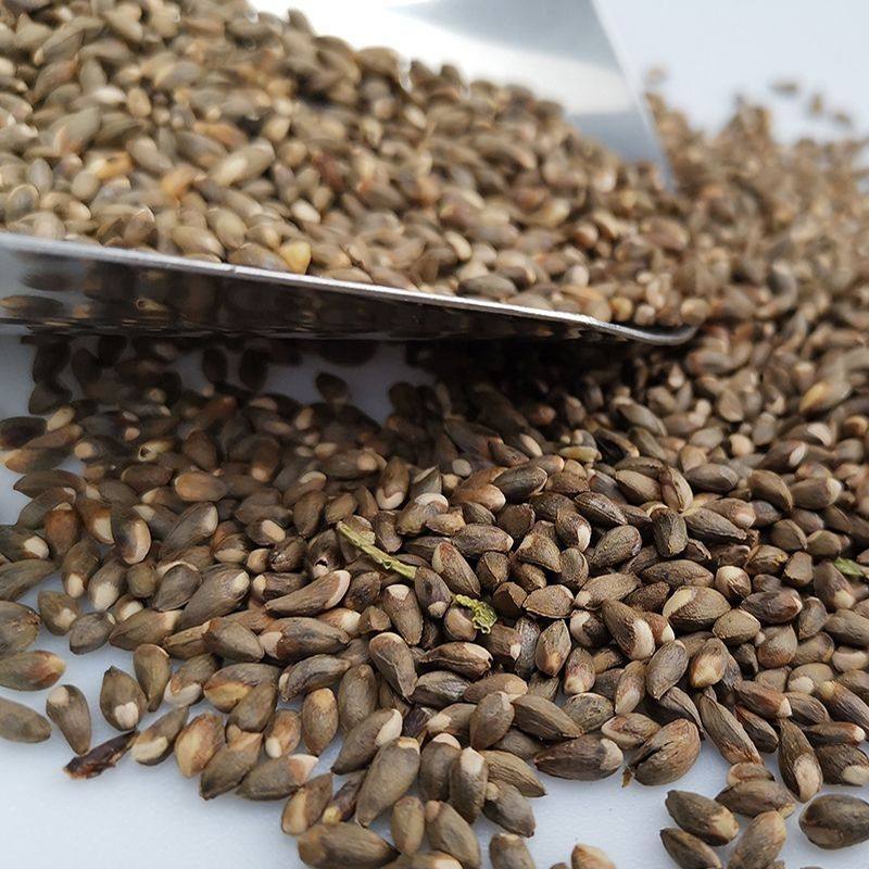 沂蒙山侧柏树籽松树原种颗粒优质带壳枕芯填充物助眠草本乌发