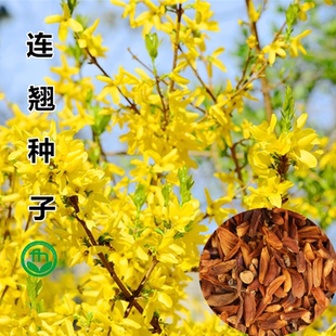 连翘种子花开香气淡艳满枝金黄抗病虫耐旱耐寒迎春花种子籽