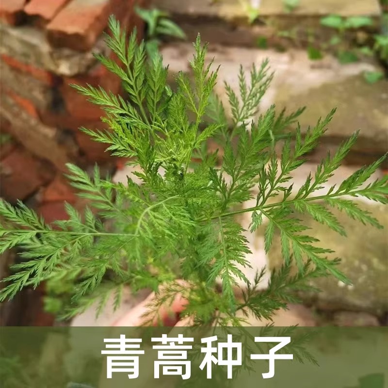 春秋播中药材种籽青蒿素花色仙