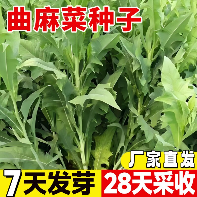 曲麻菜种子曲曲芽菜野生红曲麻菜四季种植盆栽阳台庭院苦菜种籽孑