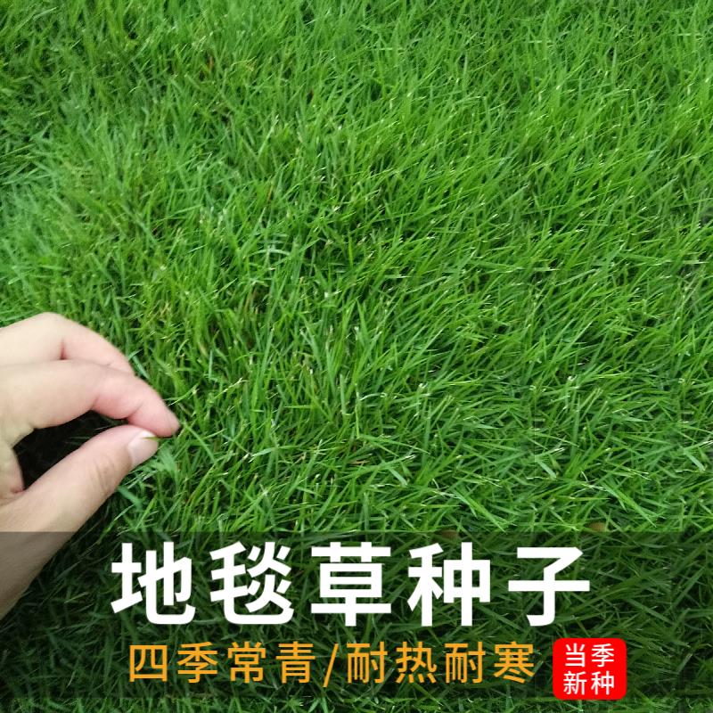 进口地毯草种籽免修剪高档