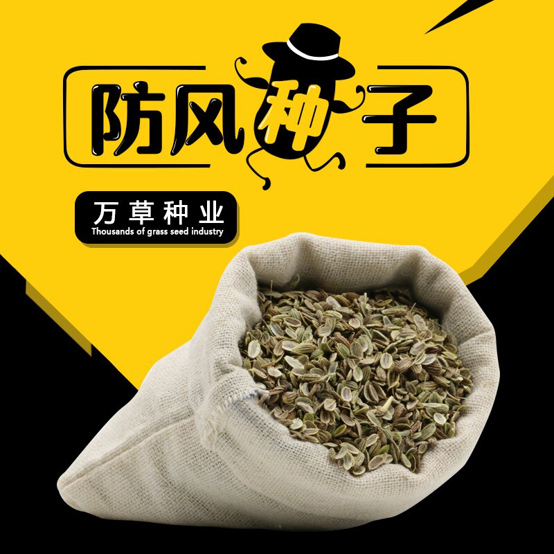 散装药材新产家种防风子野