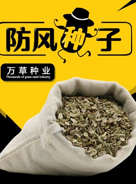 散装药材新产家种防风子野