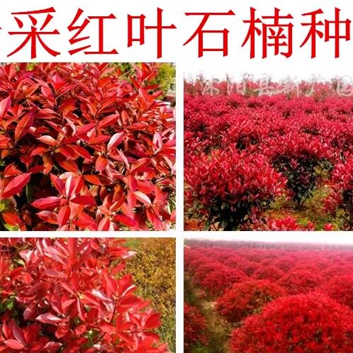 新红叶石楠种子绿篱绿化树种子红罗宾火焰红石楠树种籽
