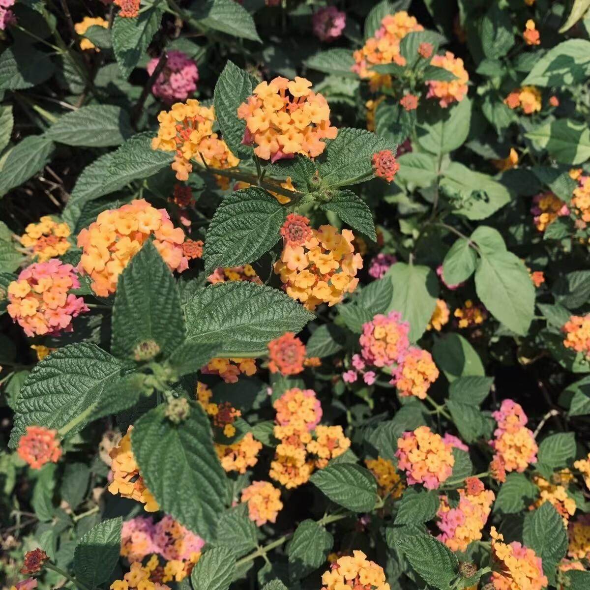 五色花种子如意花五色梅花马缨丹中草药材多年生蔓性灌木植物种籽